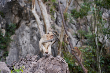 Hungry monkeys in the reserve , take food from a person. They eat mangoes, bananas, and corn. The photo was taken in Thailand, Phuket.