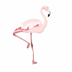 Pink flamingo. Exotic flamingo bird, design elements collection. Pink flamingo isolated on white background. Flat style  illustration.