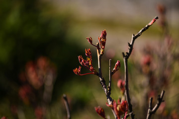 In the spring, plants bloom in the garden. Young shoots on a branch. Close-up. Selective focus
