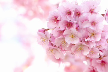 Fototapeta premium 桜の開花イメージ