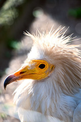 Predatory bird with white feathers and yellow beak, vulture
