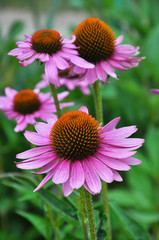 Fototapeta premium Bloom in nature echinacea purpurea