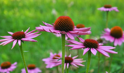 Bloom in nature echinacea purpurea