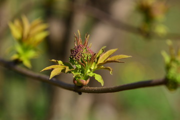 In the spring, plants bloom in the garden. Young shoots on a branch. Close-up. Selective focus