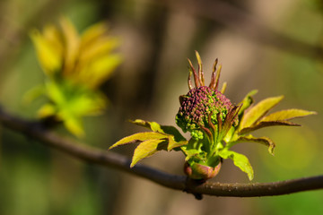 In the spring, plants bloom in the garden. Young shoots on a branch. Close-up. Selective focus