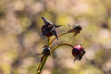 Spring. Last year's dried berries on a branch. Selective focus.