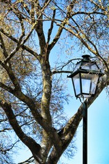 Branches of tree under blue sky background