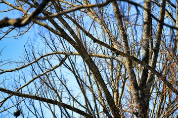 Branches of tree under blue sky background