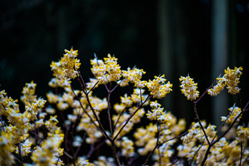 Obraz premium ミツマタ