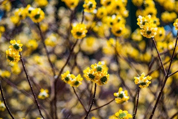 Obraz premium ミツマタ