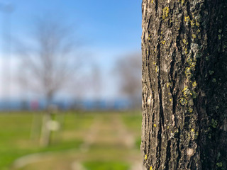 Close up on a single tree bark with focus on details with a park and blue sky at background 