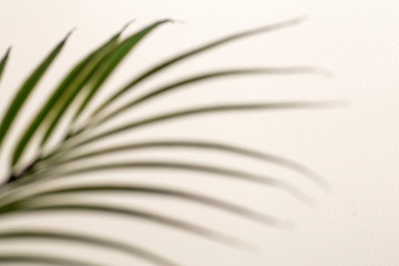 Shadow of tropical leaves background. Shadows from palm leaves on a white wall background