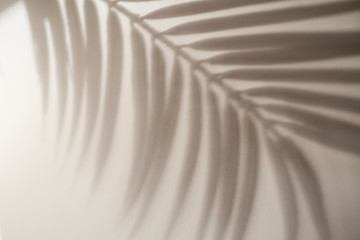 Obraz premium Shadow of tropical leaves background. Shadows from palm leaves on a white wall background