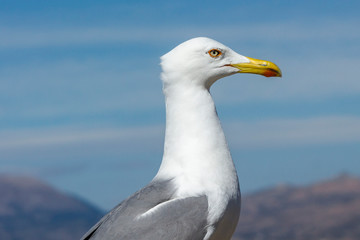 Close up of a seagull