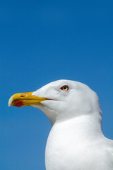 Close up of a seagull