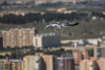 Seagull flying in a city