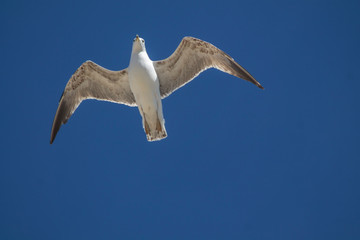 Seagull flying in a blue sky