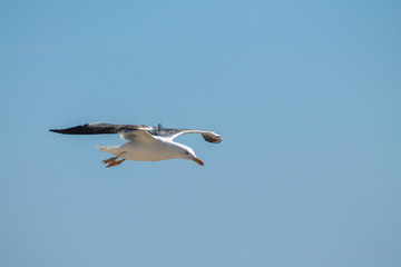 Seagull flying in a blue sky