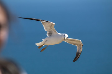 Seagull flying in a blue sky