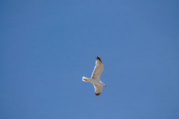 Seagull flying in a blue sky