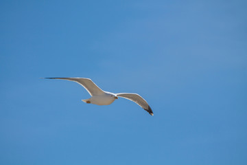 Seagull flying in a blue sky