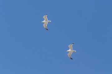A couple of flying in a blue sky