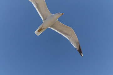 Seagull flying in a blue sky