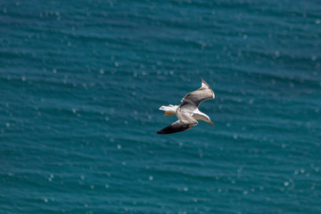 Seagull flying over the mediterranean sea