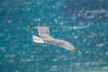 Seagull flying in a blue sky