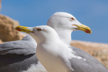 A couple of seagulls on a castle
