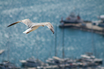 Seagull flying over the mediterranean sea