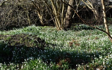 White Snowdrops ( Galanthus) flowers in the park. 