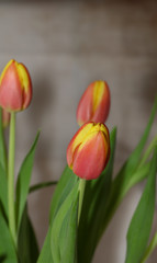 Blumenstrauß aus Tulpen an Ostern