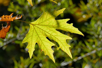 Backlight on a blurred background of branches with leaves