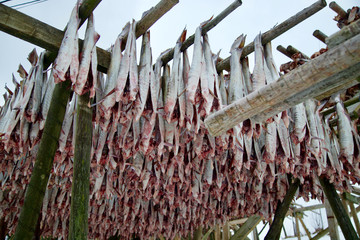 Fish drying racks in winter that are full of cod