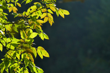 Obraz premium Backlight on a blurred background of branches with leaves