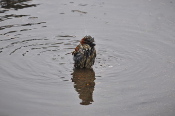 Sparrow in the water