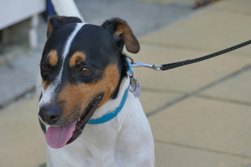 Portrait of a beautiful specimen of jack russell