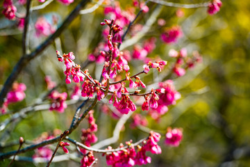寒緋桜