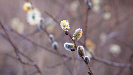 Willow catkin in early spring. Copy space.