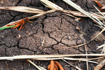 A close up of a dried up piece of land surrounded by dried up plants and leaves.