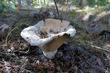 Lactarius vellereus is a genus of mushroom commonly known as milk-cap