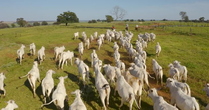 Agribusiness - Aerial photo of white Nellore cattle herd, green pasture in Brazil - Livestock