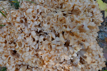 Sparassis laminosa called cauliflower mushroom in a forest in central Bulgaria