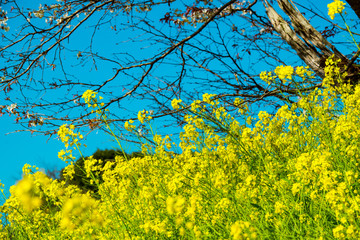 ヤマサクラに菜の花