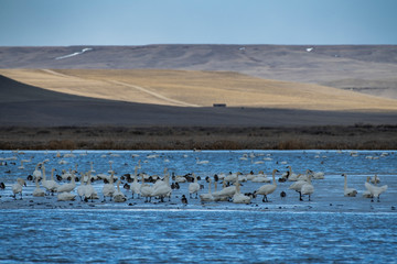 Snow geese migration Freezeout Lake, MT