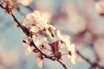 Close-up of Cherry Blossoms