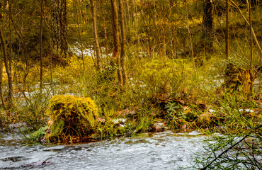 Pnie drzew porośnięte mchem na rozlewisku, bagnie na wczesną wiosnę z taflami lodu © Dreamnordno