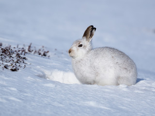 Mountain hare, Lepus timidus