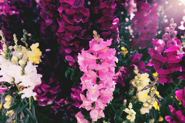 Colorful snapdragon flowers close up. Beautiful floral background for posters, blogs and web design.